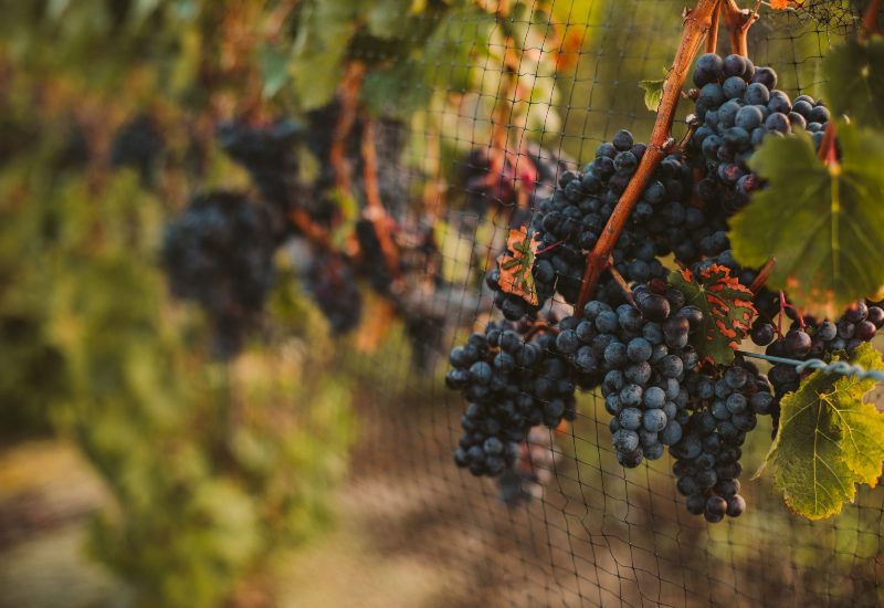 Aurora Cellars Grape Vines