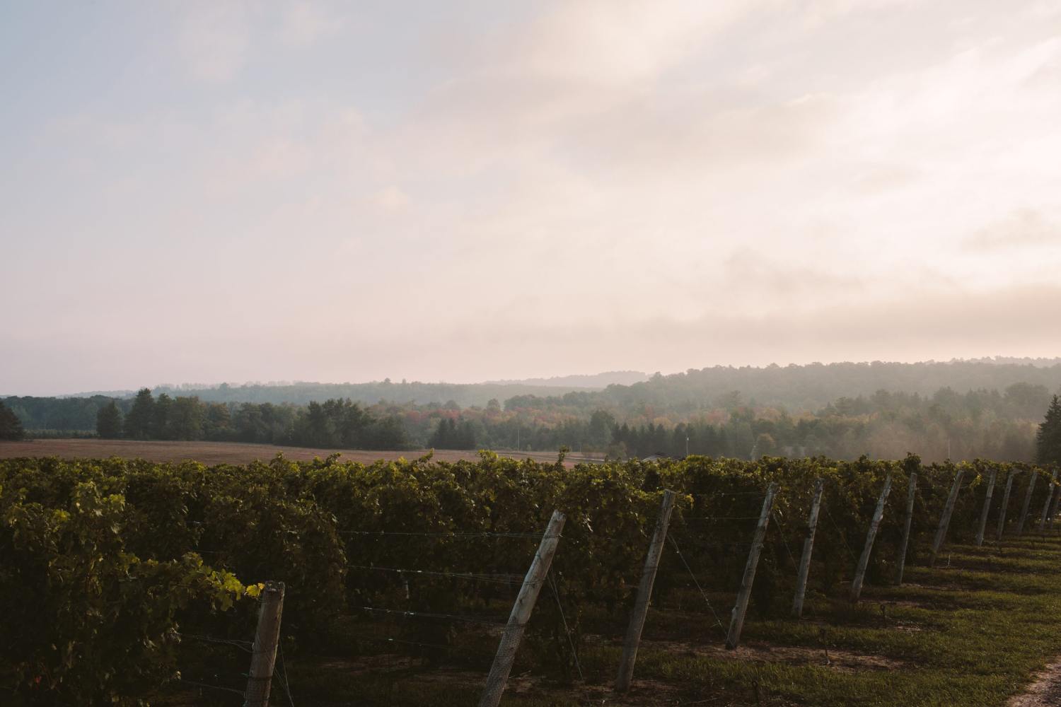 Vineyard scenery in the background at Aurora Cellars, Lake Leelanau, MI