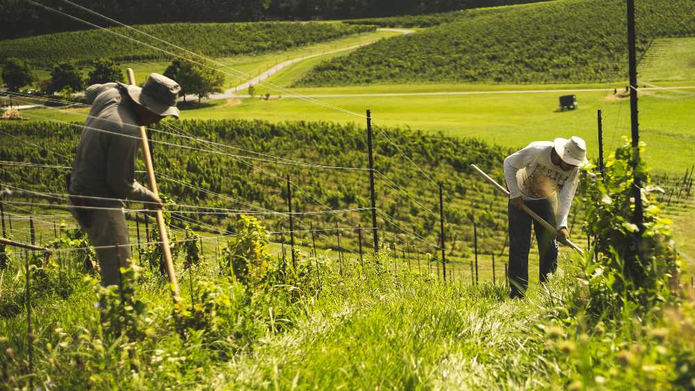 Vineyard workers tending grapevines on rolling hills for a winery in Lake Leelanau, MI