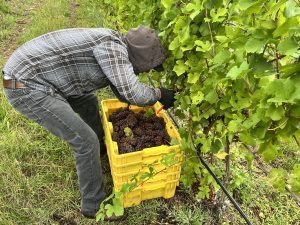 Harvested grapes at 45 North Vineyard with Aurora Cellars branding, Lake Leelanau, MI 