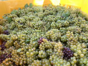 An additional challenge we faced was the region experiencing a six week stretch