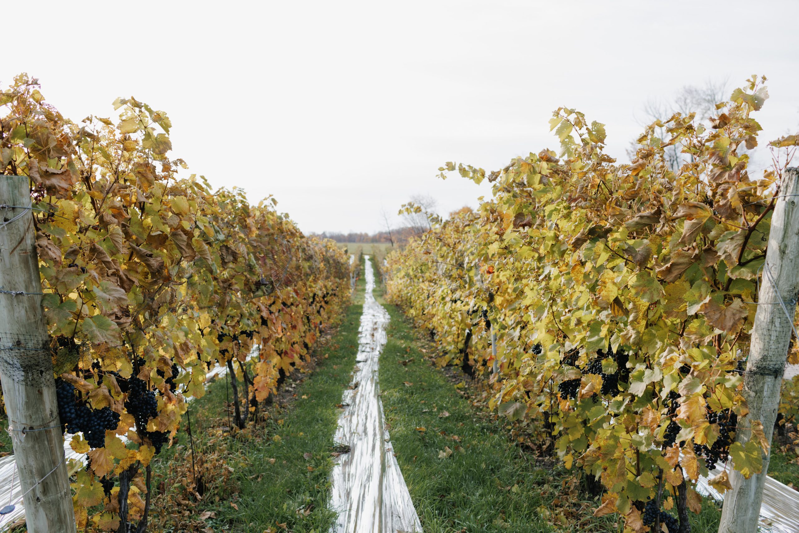 Alcohol Levels in Wine Production at Aurora Cellars in Lake Leelanau, MI