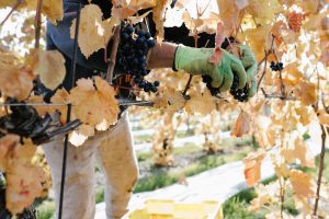 Volunteer Picking Up Grapes That Are Ready for Winemaking. 