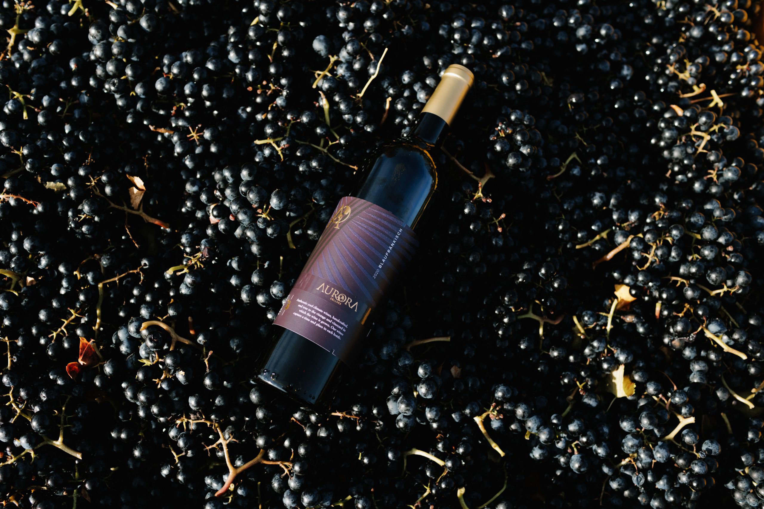 2024 harvested wine batch at Aurora Cellars, Lake Leelanau, Michigan