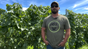 vineyard manager
