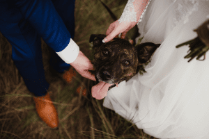 Wedding Dog Friendly